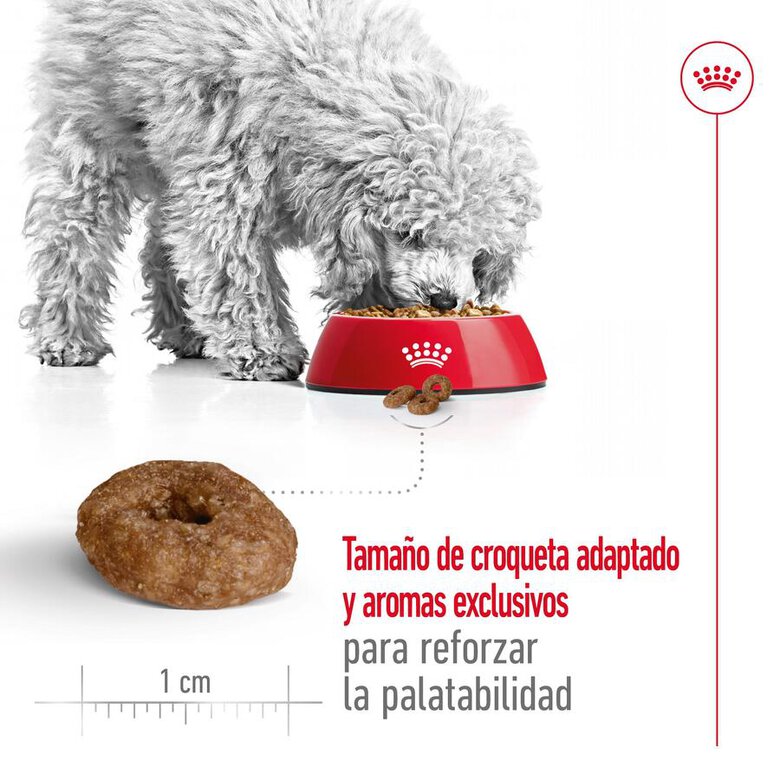 Royal Canin Mini 12+ Ageing pienso para perros, , large image number null